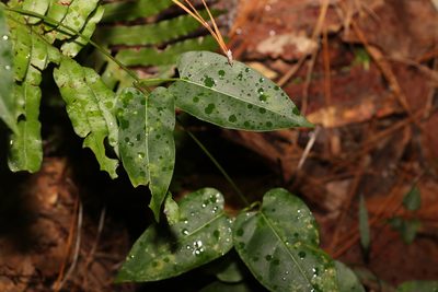 Leichhardtia rostrata, photographed by Greg Tasney