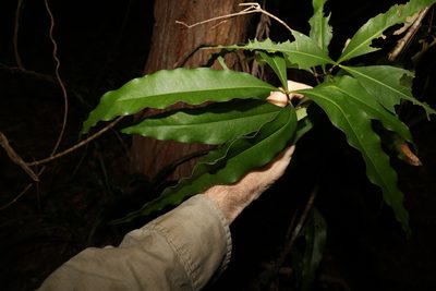 Notelaea longifolia, photographed by Greg Tasney