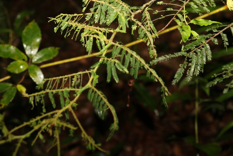 Acacia oshanesii, photographed by Greg Tasney