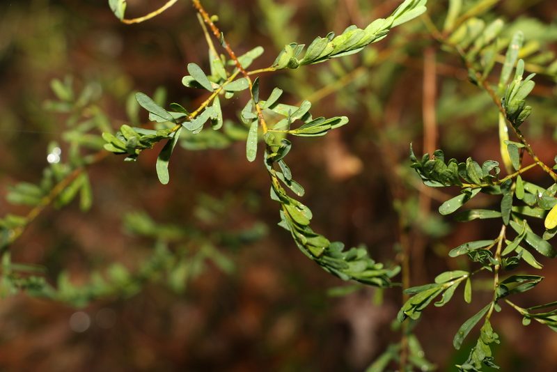 Pultenaea euchila, photographed by Greg Tasney