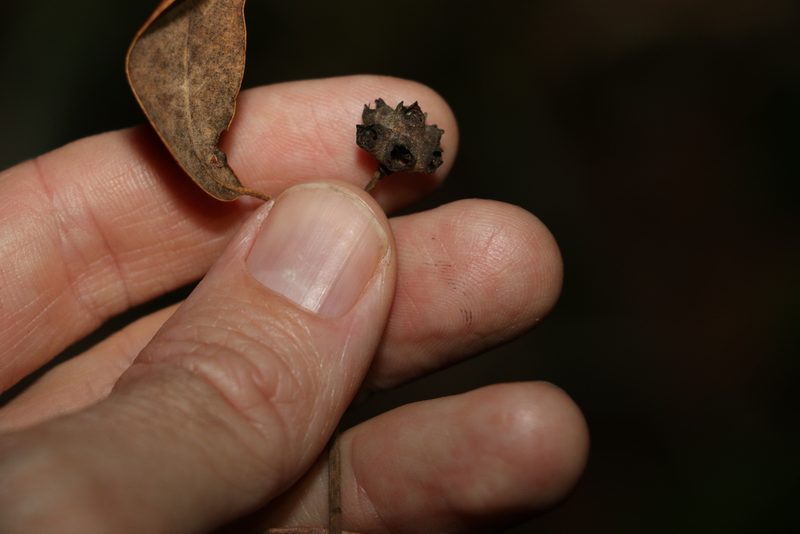 Syncarpia glomulifera, photographed by Greg Tasney