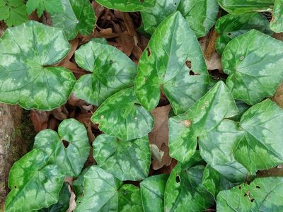 Cyclamen hederifolium, photographed by David Sankey