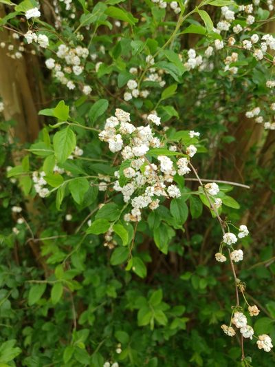 Spiraea prunifolia, photographed by Kathryn Culbertson