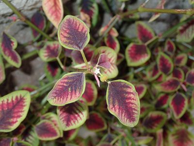 Euphorbia graminea, photographed by Dan Schofield