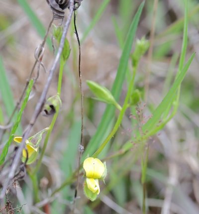 Crotalaria purshii, photographed by Lauren McLaurin