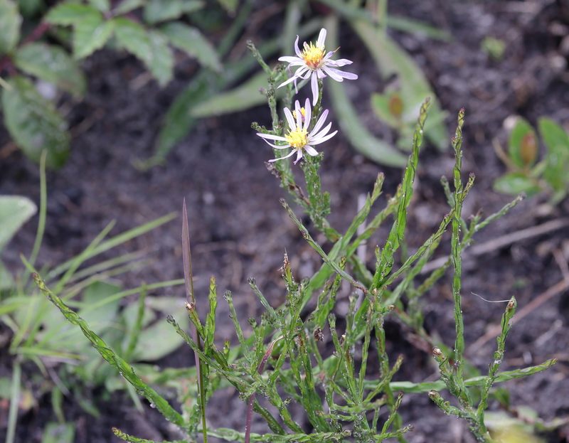 Symphyotrichum adnatum, photographed by Lauren McLaurin