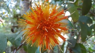 Stifftia chrysantha, photographed by alessandradalia