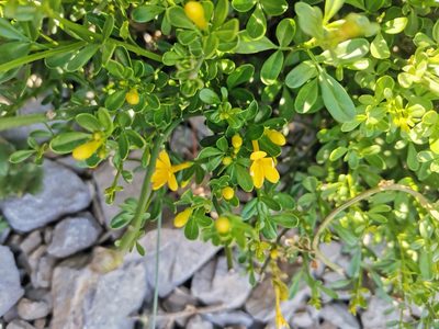 Chrysojasminum fruticans, photographed by Roland Godon