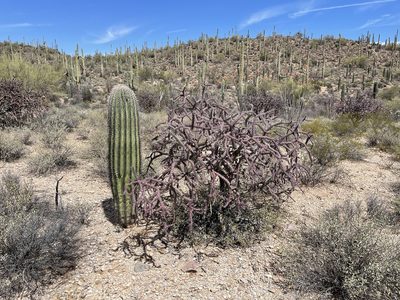 Cylindropuntia thurberi, photographed by CK2AZ