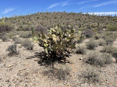 Opuntia engelmannii, photographed by CK2AZ