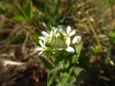 Pseudoturritis turrita, photographed by Michael Andresek