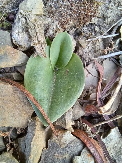 Holothrix secunda, photographed by Danie Palm