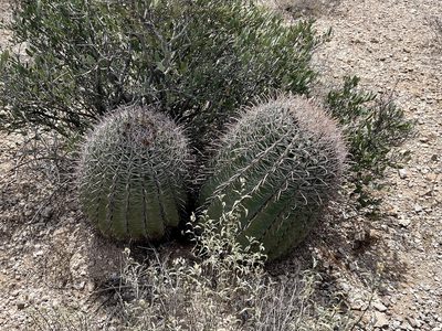 Ferocactus wislizeni, photographed by CK2AZ