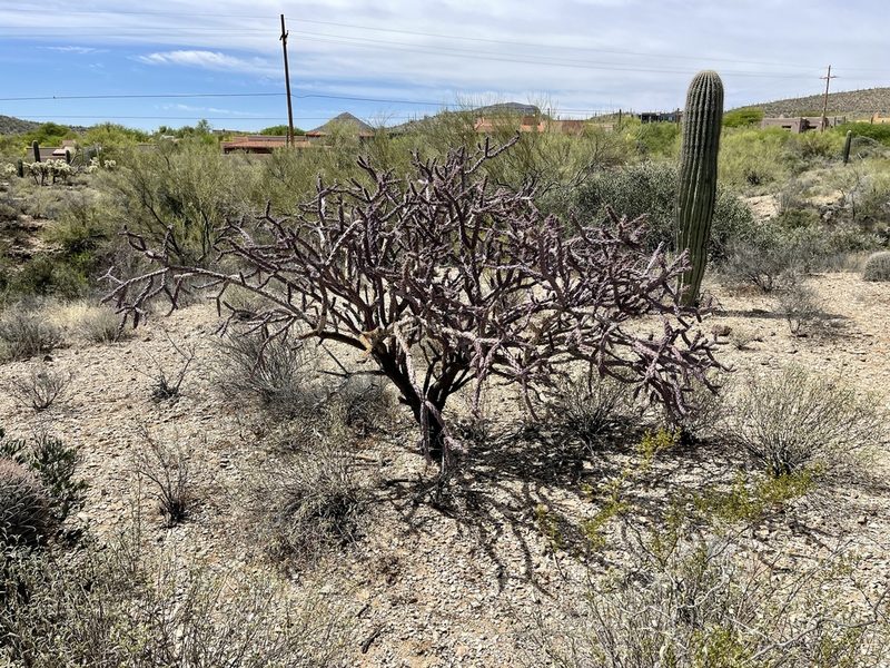 Cylindropuntia thurberi, photographed by CK2AZ