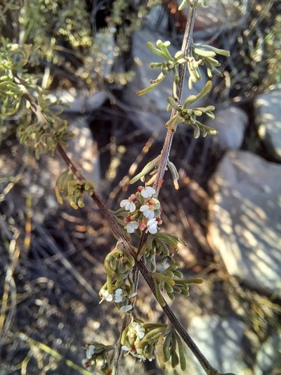 Eriocephalus capitellatus, photographed by Danie Palm