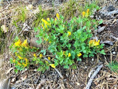 Chamaecytisus ratisbonensis, photographed by Michael Andresek