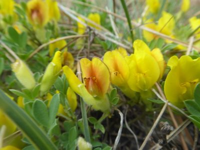 Chamaecytisus ratisbonensis, photographed by Michael Andresek