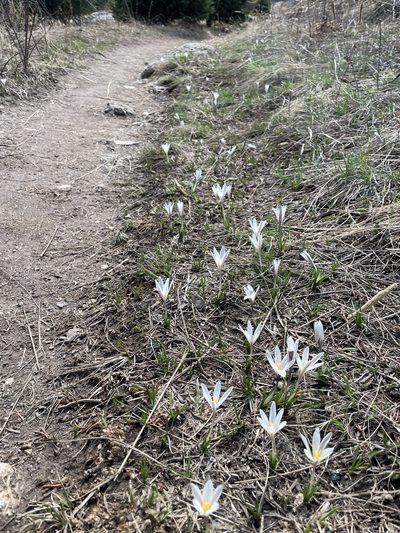 Crocus alatavicus, photographed by Надежда Тарашкевич