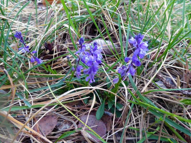 Polygala amara, photographed by Michael Andresek