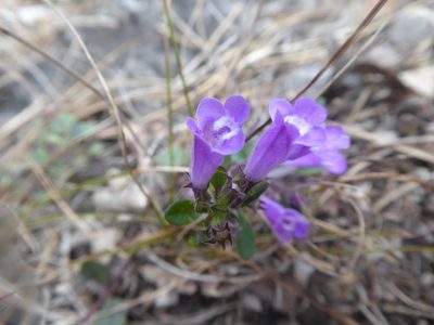 Clinopodium alpinum, photographed by Michael Andresek