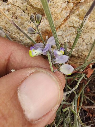 Polygala magdalenae, photographed by Abraham Sánchez Romero