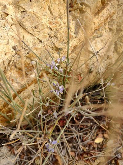 Polygala magdalenae, photographed by Abraham Sánchez Romero
