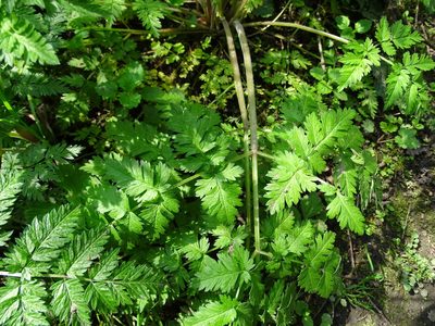 Myrrhis odorata, photographed by Zeke Marshall
