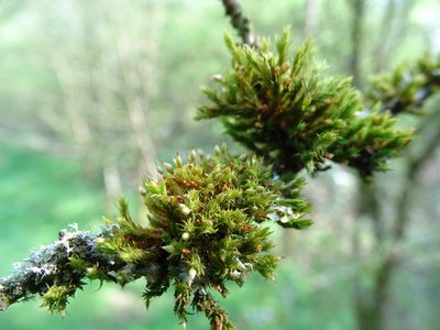 Orthotrichum pulchellum, photographed by Zeke Marshall