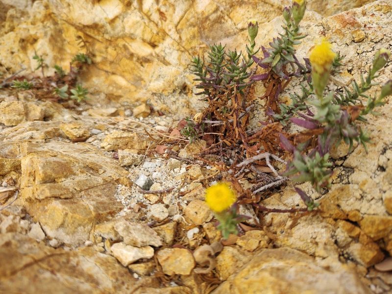 Porophyllum crassifolium, photographed by Abraham Sánchez Romero