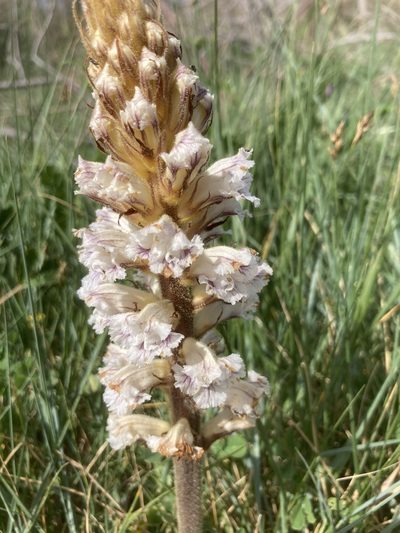 Orobanche crenata, photographed by Andre Hosper