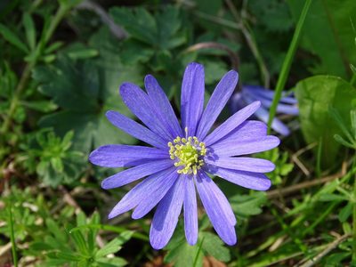 Anemonoides blanda, photographed by Zeke Marshall