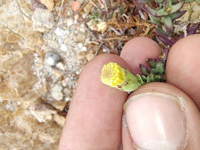 Porophyllum crassifolium, photographed by Abraham Sánchez Romero