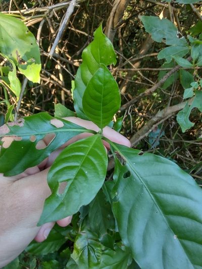 Psychotria carthagenensis, photographed by Adriel Magnetti