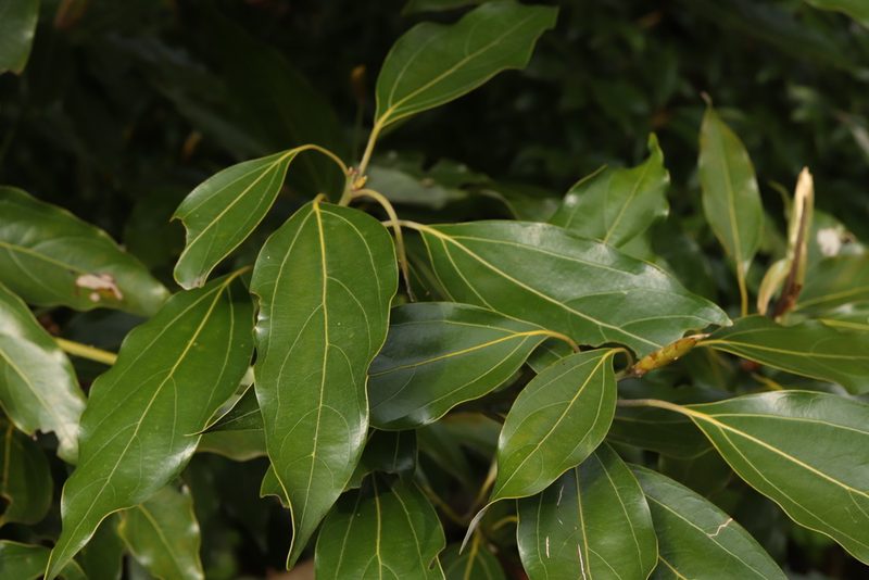 Neolitsea sericea, photographed by Se Lena