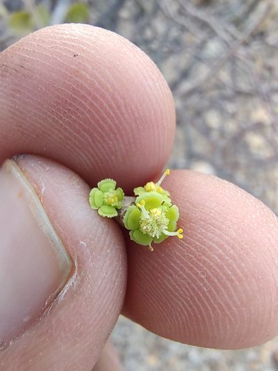 Euphorbia californica, photographed by Abraham Sánchez Romero