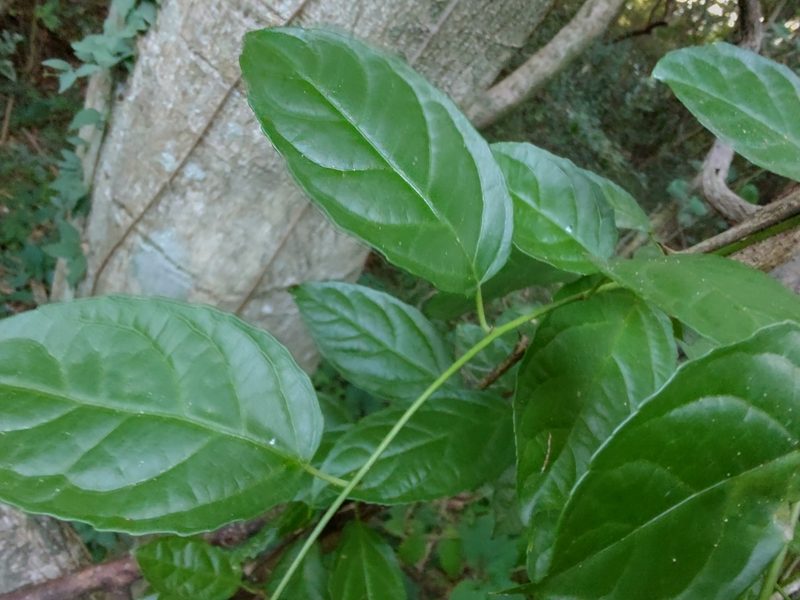 Anchietea pyrifolia, photographed by Adriel Magnetti