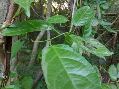 Anchietea pyrifolia, photographed by Adriel Magnetti