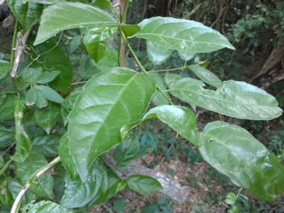 Anchietea pyrifolia, photographed by Adriel Magnetti
