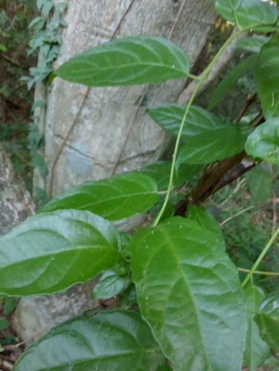 Anchietea pyrifolia, photographed by Adriel Magnetti