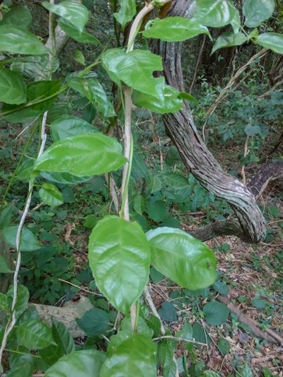 Anchietea pyrifolia, photographed by Adriel Magnetti