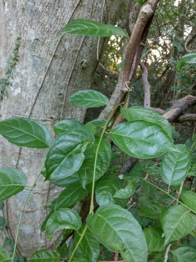 Anchietea pyrifolia, photographed by Adriel Magnetti