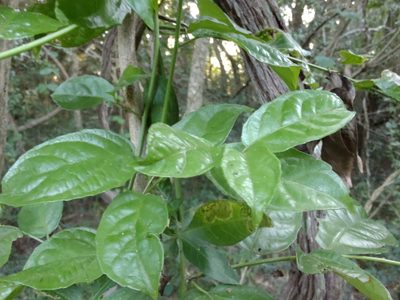 Anchietea pyrifolia, photographed by Adriel Magnetti