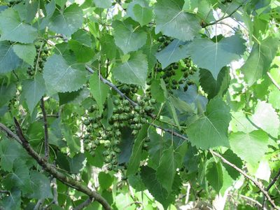 Populus fremontii, photographed by Dorothy Johnson