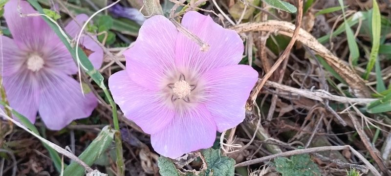 Alcea acaulis, photographed by Udi Oron אודי אורון