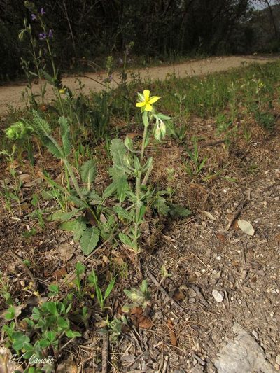 Helianthemum salicifolium, photographed by José Luis Camaño