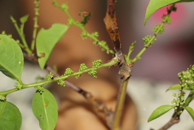 Phyllanthus attenuatus, photographed by Andrés Ramírez-Barrera