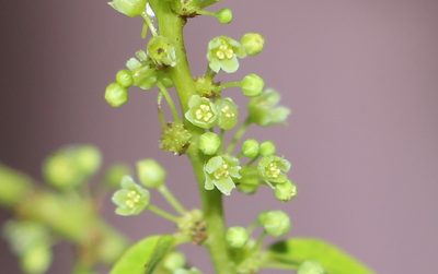 Phyllanthus attenuatus, photographed by Andrés Ramírez-Barrera