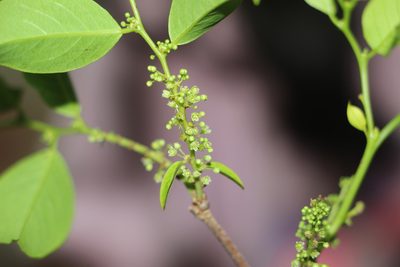 Phyllanthus attenuatus, photographed by Andrés Ramírez-Barrera