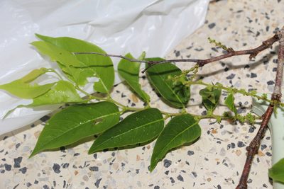 Phyllanthus attenuatus, photographed by Andrés Ramírez-Barrera