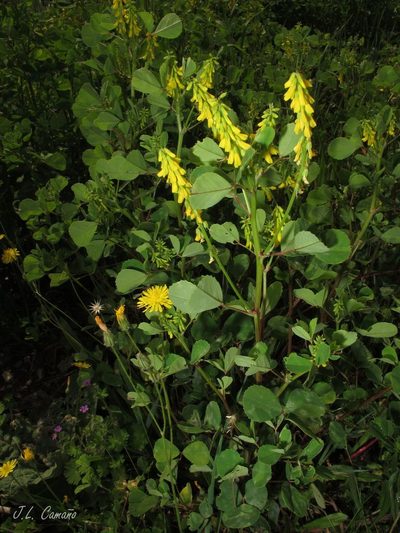 Melilotus italicus, photographed by José Luis Camaño